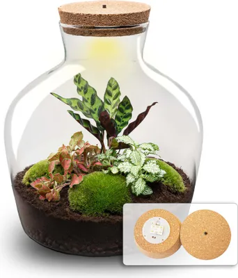 Produktbild von Flaschengarten - Fat Joe Red mit Lampe - Pflanzen im Glas - ↑ 30 cm