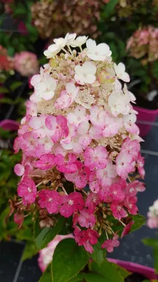 Image de Hydrangea paniculata Framboisine® 'Rensam' / Hortensia paniculé Framboisine® 'Rensam'