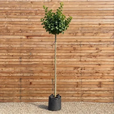 Produktbild von Kugel-Ginkgo Globus, Stammhöhe 225 cm, Stammumfang 12-14 cm - Ginkgo biloba Kugelbaum