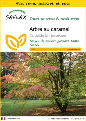 Image de SAFLAX Ensemble de culture - Arbre au caramel - 200 graines - Cercidiphyllum