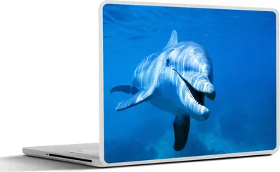 Produktbild von MuchoWow® Laptop Aufkleber Sticker Cover Delfin - Wasser - Meer 32.5x23.5 cm - Sticker für Laptop - Selbstklebend