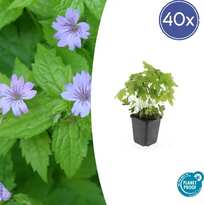 Produktbild von Bodendecker - Knotiger Storchschnabel - Geranium nodosum - 9cm Topf - Set mit 48 Pflanzen