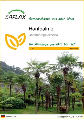 Produktbild von SAFLAX - Hanfpalme - Chamaerops excelsa - 10 Samen