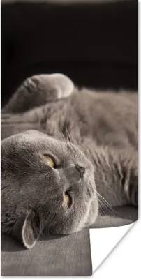 Produktbild von MuchoWow® Poster Tier - Katze - Grau 75x150 cm - Dekoration für die Wände