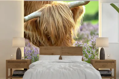 Produktbild von MuchoWow® Fototapete für Wohnzimmer oder Schlafzimmer Wandtapete Vinyl Motivtapete Schottische Highlander - Gras - Heidekraut - Tiere - 240x240 cm - Schlafzimmer-Tapete