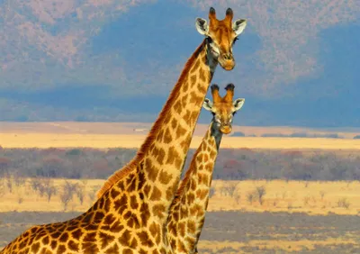 Produktbild von hansepuzzle 85172 - Giraffen Puzzle, 130 Teile, Natur, 28,7 x 20,0cm mit hochwertiger Aufbewahrung, Kartonbox und wiederverschließbarem Beutel