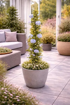 Produktbild von Plumbago auriculata 120–160 cm – Blauer Jasmin, Chinesischer Bleiwurz, Kübelpflanze für Garten, Terrasse & Balkon