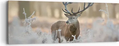 Produktbild von Bild auf Leinwand - Leinwandbild - Hirsch Wald Natur - 90x30cm - Wand Bild - Wanddeko - Wandbilder - Leinwanddruck - Bilder - Kunstdruck - Wanddekoration - Leinwand bilder - Wandkunst - AB90x30-3744