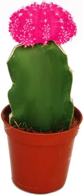Obrázok produktu pre Gymnocalycium mihanovichii - Jahodový kaktus - ružový - 5,5cm kvetiná?