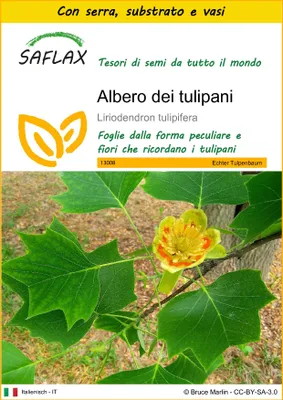 Immagine prodotto di SAFLAX Insieme di coltivazione - Albero dei tulipani  - 20 semi - Liriodendron