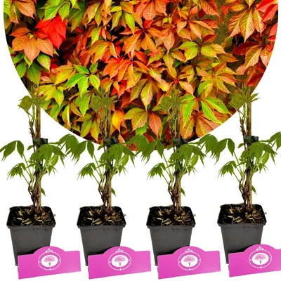 Four potted plants with green leaves and a background of colorful autumn foliage.