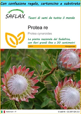 Immagine prodotto di SAFLAX Set regalo - Protea re - 5 semi - Protea
