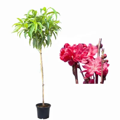 Produktbild von Prunus persica 'Taoflora Red' – Blühendes Zierpfirsich-Stämmchen - 170-180 cm