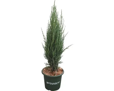 Produktbild von Blauer Säulenwacholder FloraSelf Juniperus scopulorum 'Blue Arrow' H 60 cm Co 6 L