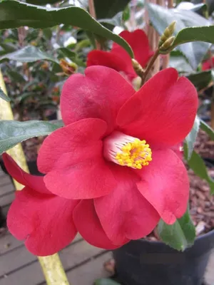 Produktbild von Kamelie Adeyaka - Camellia japonica Adeyaka