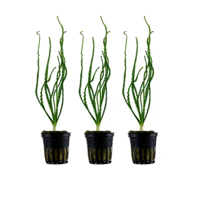 Produktbild von Aquarium Pflanze 3 Stück Crinum calamistratum Wasserpflanze Tropica Nr.094A Set