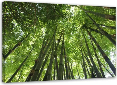 Produktbild von Leinwandbild bambuswald grüne landschaft 100x70 cm Feeby grün wandbild bereit zum aufhängen