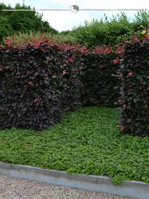 Produktbild von Blutbuche Fagus sylvatica Atropunicea 80-100 cm Wurzelnackt, 300x Heckenpflanze