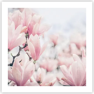 Produktbild von Poster - Poster ohne Rahmen - Magnolie Blumen Rosa - 50x50 cm - Wand Bild - Wanddeko - Wandbilder - Kunstposter - Wandposter - Bilder - Kunstdruck - Wanddekoration - Wandbild - P2XAC50x50-4396