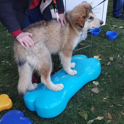 Immagine prodotto di FitPAWS trainer di equilibrio per animali domestici Giant K9FITbone PVC Aqua