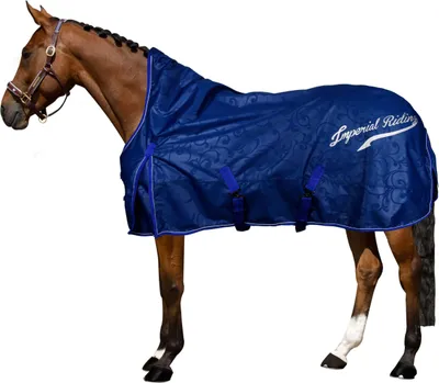 A brown horse wearing a navy blue horse blanket.
