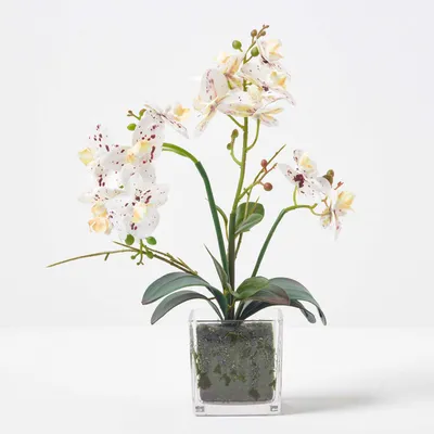 Produktbild von HOMESCAPES Künstliche weiße Phalaenopsis-Orchidee im Glas-Topf, 42 cm
