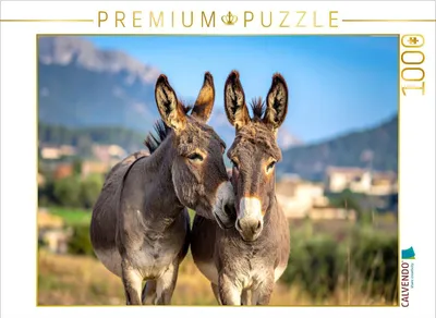 Produktbild von CALVENDO Puzzle Zwei Eselfreunde | 1000 Teile Lege-Größe 64x48cm Foto-Puzzle für glückliche Stunden
