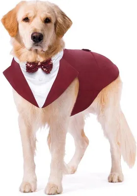 Immagine prodotto di Elegante smoking per cani e bandana per le feste
