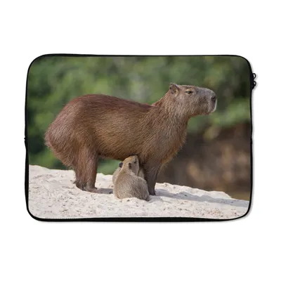 Produktbild von MuchoWow® Laptop Hülle 14 ZollZwei Wasserschweine füttern ihre Mutter auf einer Sandbank am Fluss Laptoptasche - Laptoptasche - Stoßsicher - Schutzhaube