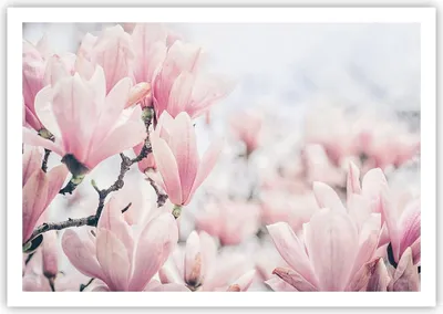 Produktbild von Poster - Poster ohne Rahmen - Magnolie Blumen Rosa - 100x70 cm - Wand Bild - Wanddeko - Wandbilder - Kunstposter - Wandposter - Bilder - Kunstdruck - Wanddekoration - Wandbild - P2XAA100x70-4396