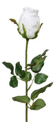 Produktbild von Kunstblume, Seidenblume, ROSE. Ca 54cm. Rosen 1 Stück. WEISS