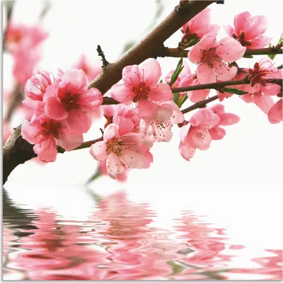 Produktbild von ARTland Wandbild Alu für Innen & Outdoor Pfirsichblüten reflektieren im Wasser Größe: 40x40 cm