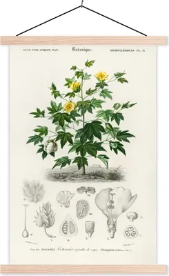 Produktbild von MuchoWow® Textilposter Pflanze - Blume - Botanik 120x180 cm mit holzfarbenen Rahmen - Textil-Plakat
