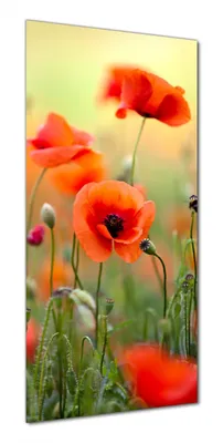 Produktbild von Wallario selbstklebende Duschrückwand 90 x 180 cm mit Motiv Mohnblumenblüten - Wandverkleidung mit Hochglanzlaminat in Glasoptik