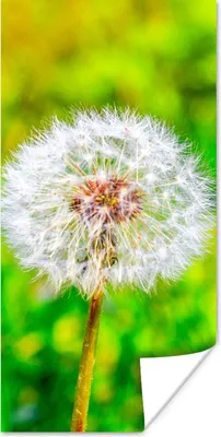 Produktbild von MuchoWow® Poster Löwenzahn - Gras - Blume 20x40 cm - Plakat - Foto