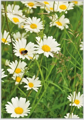 Produktbild von Wallario Wandbild Margeritenwiese, Größe: 70,30 x 100,30 cm, Poster mit weißem Kunststoffrahmen