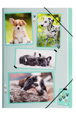 Produktbild von Pagna Gummizugmappe A4 PP xoxo Dogs 3 Einschlagklappen