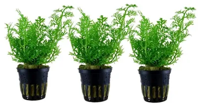 Produktbild von Aquarium Pflanze 3 Stück Ceratopteris thalictroides AquaOne Nr.305A Pflanzen Set