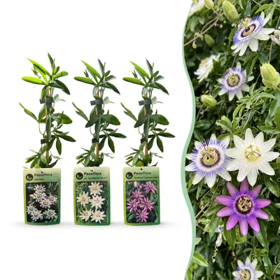Produktbild von Green boutiQ - 3x Passiflora Tricolour - Dreifarbige Passionsblume - Weiß - Lila - Rosa - Kletterpflanze - Ø9cm - ↕35cm