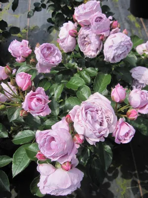 Produktbild von Beetrose Nautica ® - Rosa Nautica ® - Kordes Rose - ADR Rose