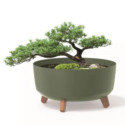 A bonsai tree in a green pot with wooden legs, set against a white background.