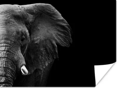 Produktbild von MuchoWow® Poster Tiere - Elefant - Wild - Schwarz - Weiß 160x120 cm - Foto Plakat