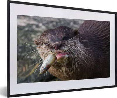 Produktbild von MuchoWow® Gerahmtes Poster Otter frisst Fisch 60x40 cm - Poster mit Schwarzem Bilderrahmen Wandposter Rahmen Foto Bilder - Schlafzimmer - Plakat in Rahmen - Drucken