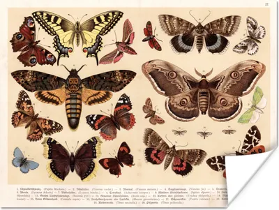 Produktbild von MuchoWow® Poster Schmetterling - Vintage - Bleistift - Tiere 160x120 cm - Foto Plakat