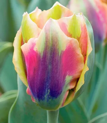 Produktbild von BALDUR Garten 8x Tulpe 'Artist', Zwiebeln, Zwiebelumfang 12 cm, apart geformte Blüten, attraktives Farbspiel, standfest und lange blühend, mehrjährig & winterhart, pflegeleicht