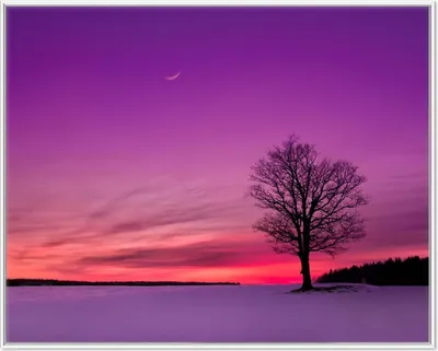 Produktbild von Wallario Wandbild Mond und Baum am Abend bei Schnee, Größe: 40,30 x 50,30 cm, Poster mit weißem Aluminiumrahmen