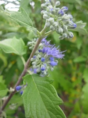 Produktbild von Bartblume Blue Balloon (R) - Caryopteris clandonensis - duftend - 30-40