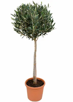 Produktbild von Olivenbaum-Stämmchen 100-120 cm – Mediterraner Olivenbaum für Garten, Balkon & Terrasse – Winterhart & Immergrün