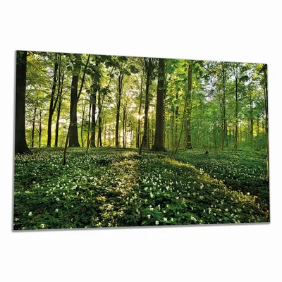 Produktbild von Wallario Herdabdeckplatte aus Glas, Größe 90 x 52 cm 1-teilig, Motiv Waldanemonen und Sonnenstrahlen im Wald