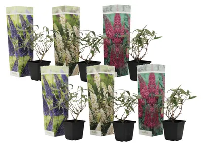 Obrázek produktu pro Směs 6 keřů Buddleja davidii – přitahuje motýly